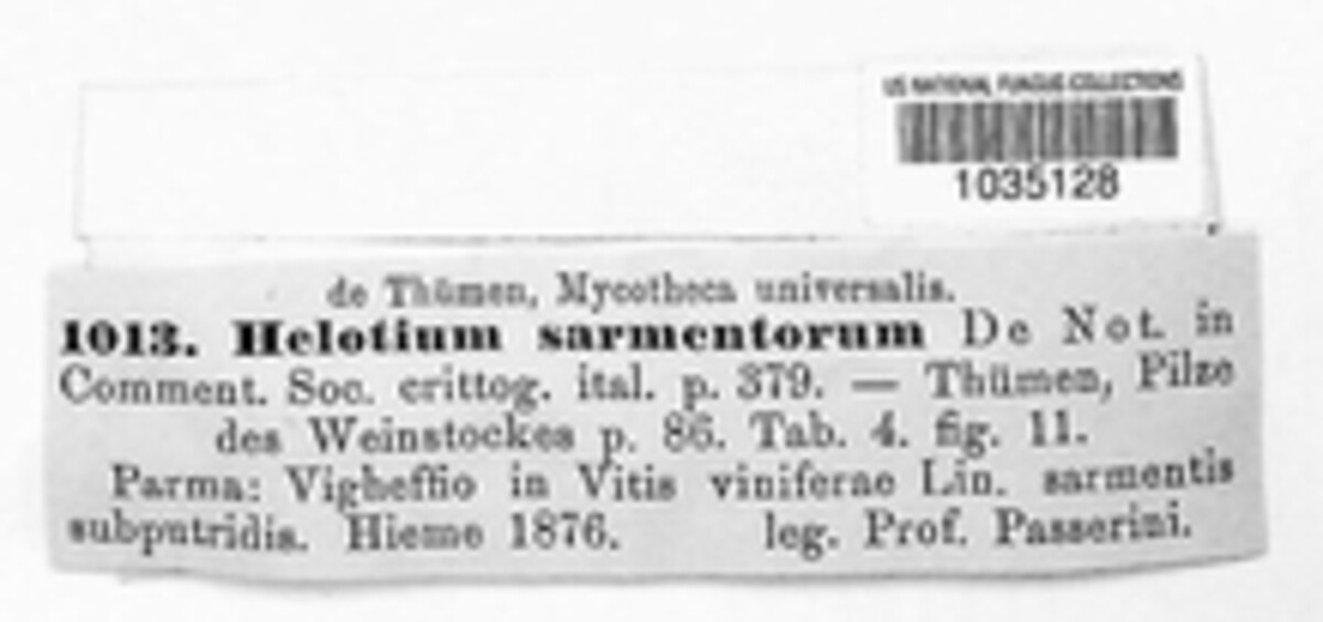 Calycella sarmentorum image